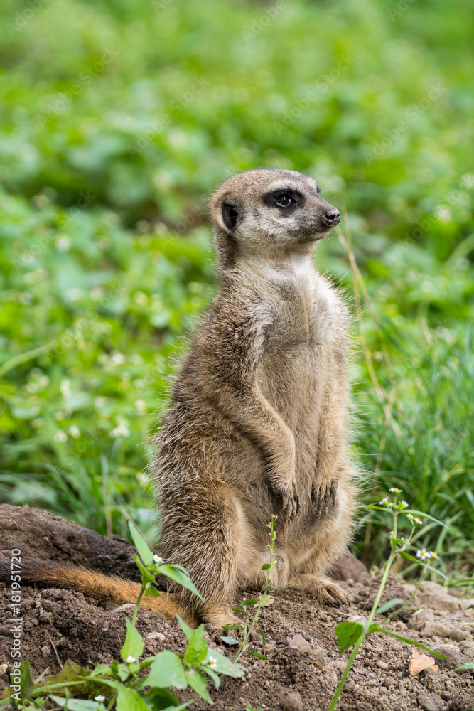 Meerkat or suricate (Suricata suricatta), small carnivoran belonging to the mongoose family (Herpestidae) Meerkat or suricate (Suricata suricatta), small carnivoran belonging to the mongoose family (Herpestidae)
