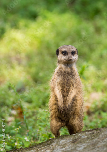 Meerkat or suricate (Suricata suricatta), small carnivoran belonging to the mongoose family (Herpestidae) © barmalini