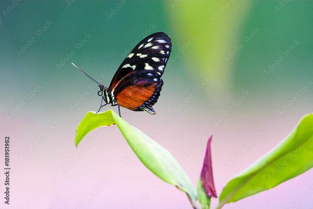 Beautiful black red tiger longwing butterfly Beautiful black red tiger longwing butterfly