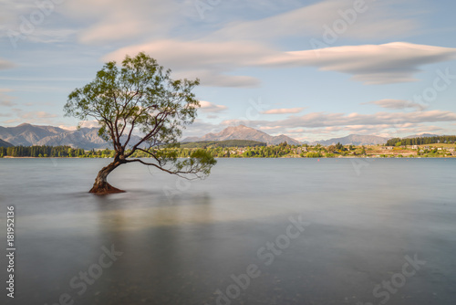 Long exposure of That Wanaka tree in New Zealand Southland