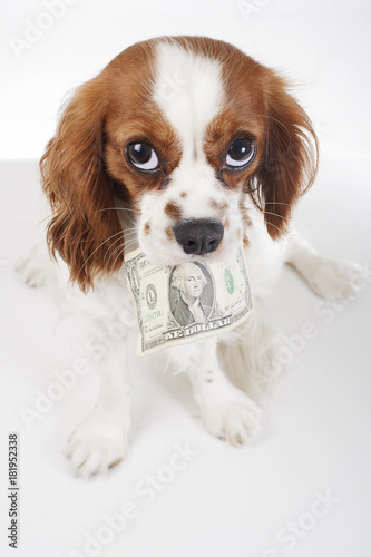 Dog costs. Animal pet costs. Dog holding money dollar bill on isolated white background. Studio photo. Dog with money.