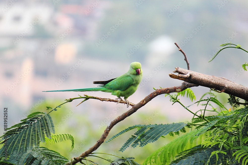 Fototapeta premium parrot