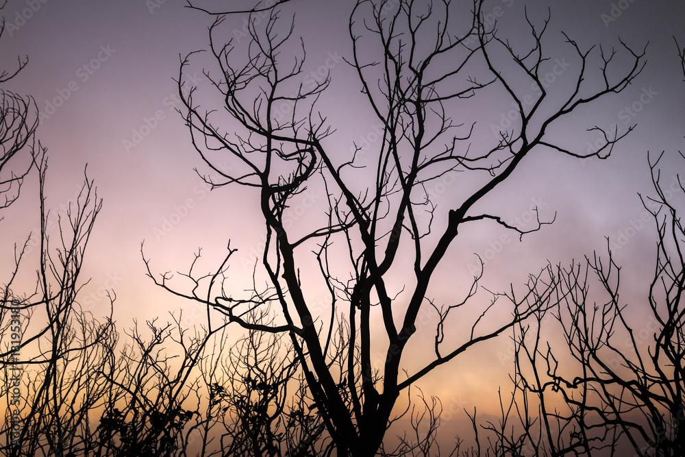 Foggy Sunrise Foggy Sunrise