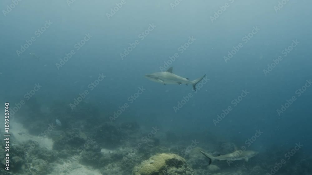 A shot of a shark swimming around differeng kinds of fish. A shot of a shark swimming around differeng kinds of fish.