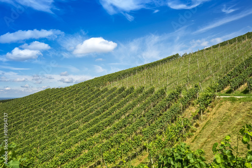 Wallpaper Mural Vinyeard landscape against blue sky Torontodigital.ca