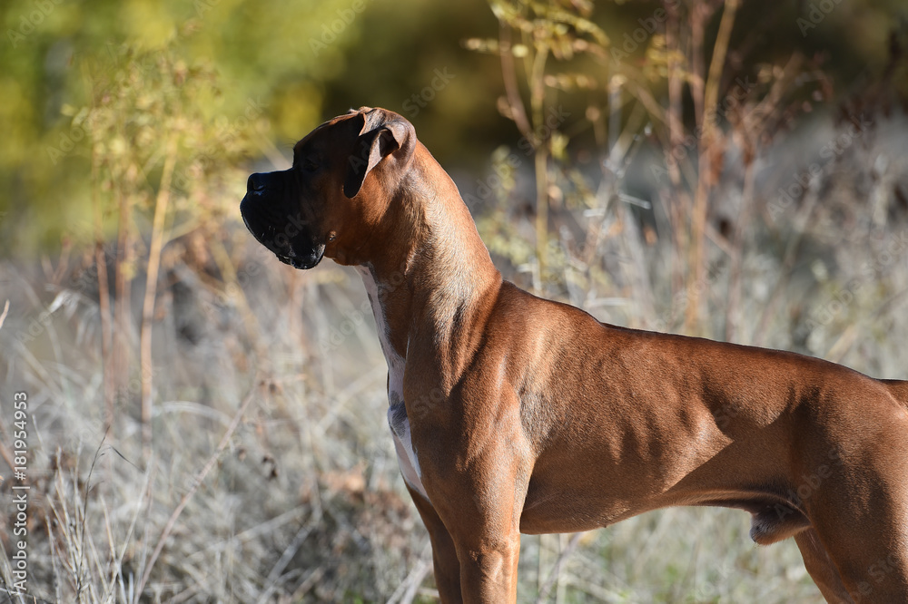 boxer boxer