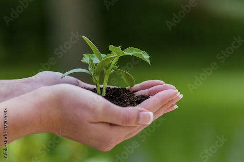 woman holds plant in hand