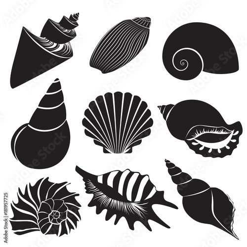 Vector sea shells. Seashell silhouettes set isolated.