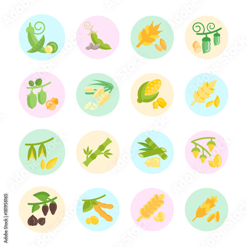 Set Vector Flat Icons of Beans and Cereals