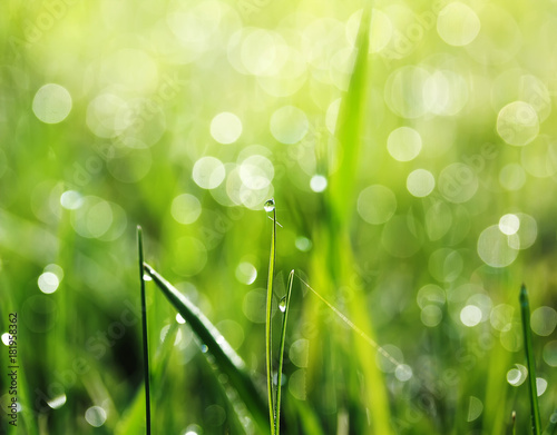 shiny dew drops on green grass early on a Sunny morning in the bright rays