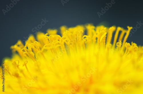 background of bright sun yellow dandelion flower is fragrant nectar