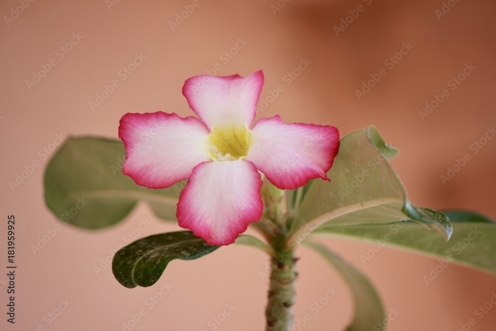Obraz premium Adenium Flower