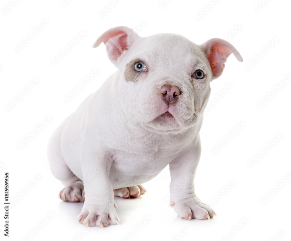 Obraz premium puppy american bully