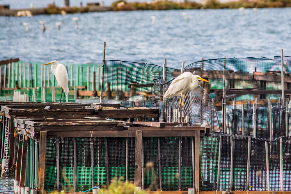 A great white heron sitting in a fishing complex at Leukada port, Greece