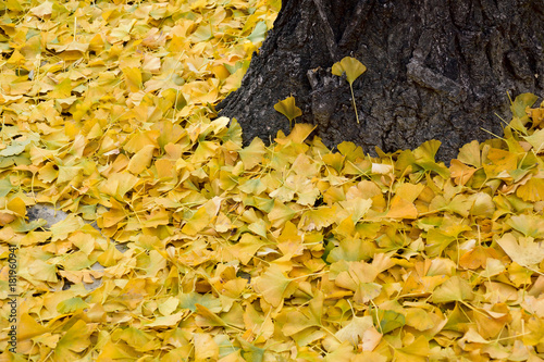 The Yellow that spread all. Fallen leaves of the ginkgo - Ginkgo biloba. It is called “Ichou” in Japan.
 photo