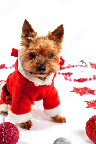 Yorkshire Terrier dressed as Santa Claus on a light background