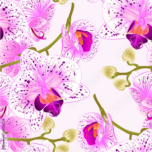 Seamless texture branch orchids flowers  purple and white  Phalaenopsis tropical plant  stem and buds  vintage vector botanical illustration editable hand draw