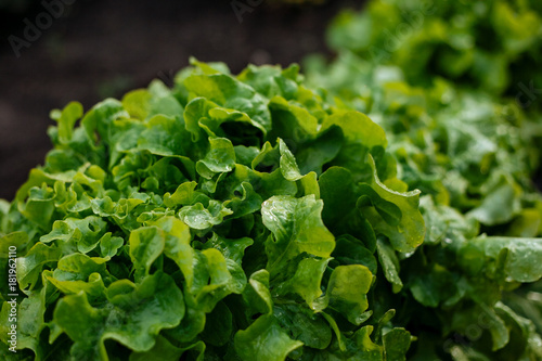 Green salad in the garden, with splashes of water, close-up.