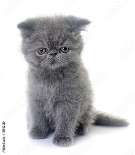 exotic shorthair kitten