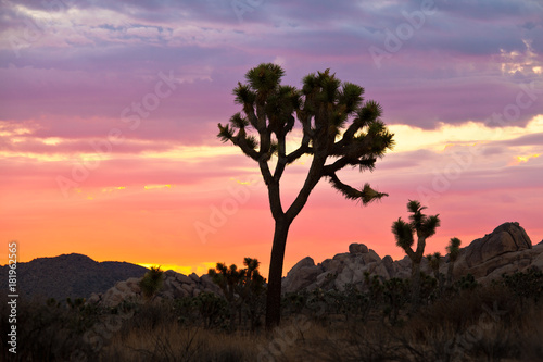 Sunrise Joshua Tree National Park