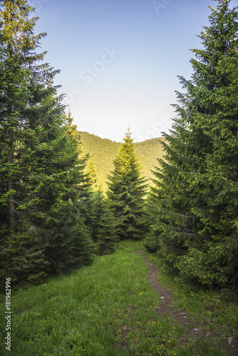 Hiking trail in the Carpathian pine forest