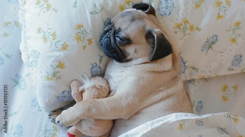 Cute puppy the pug sleeping in the bed covered with blanket and embracing plush toy.