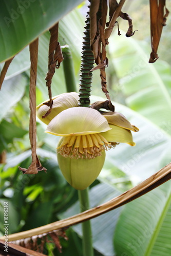 Banane Pflanze, mit Bananenblättern und Blüte photo