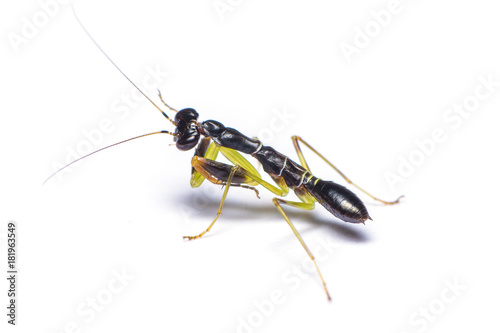 Asian Ant Mantis or Odontomantis planiceps. In its nymph stages this small mantis mimics and feeds on ants. photo