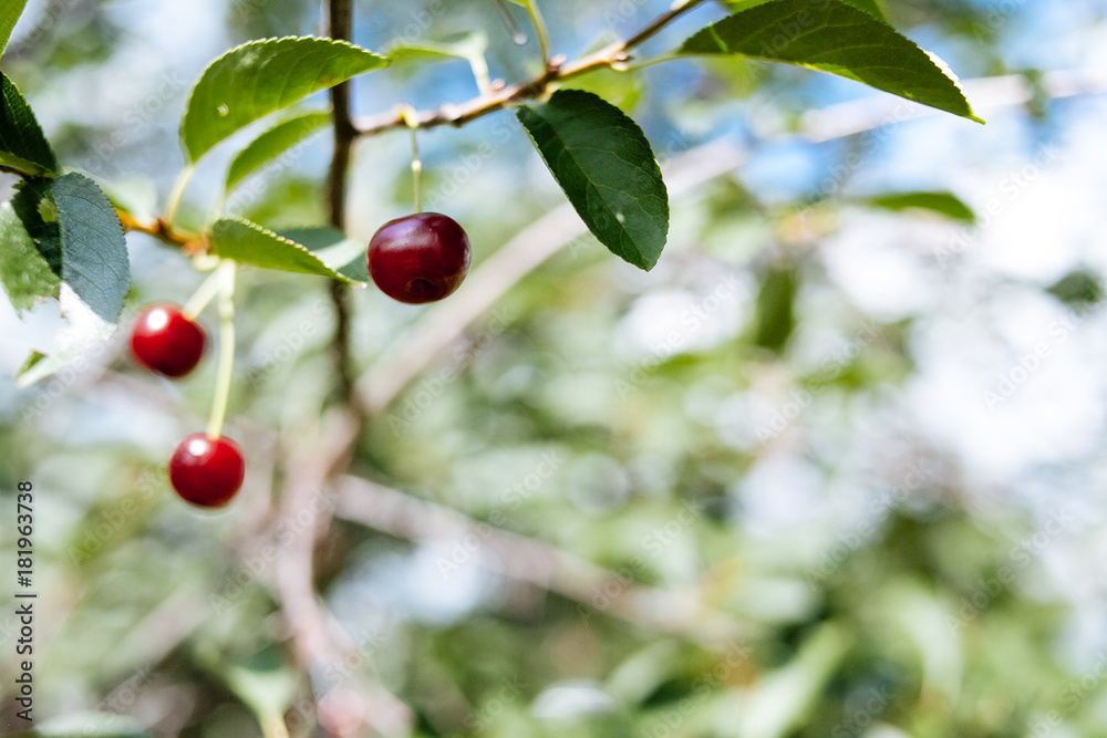 Obraz premium Red, ripe cherry on the branches.