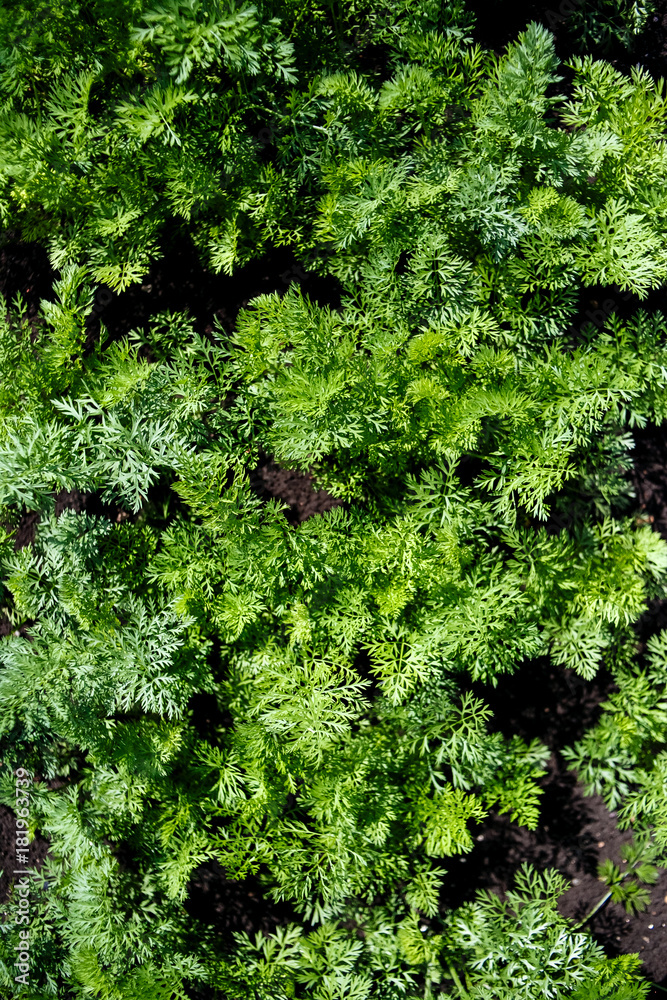Green carrots leaves, background. Green carrots leaves, background.