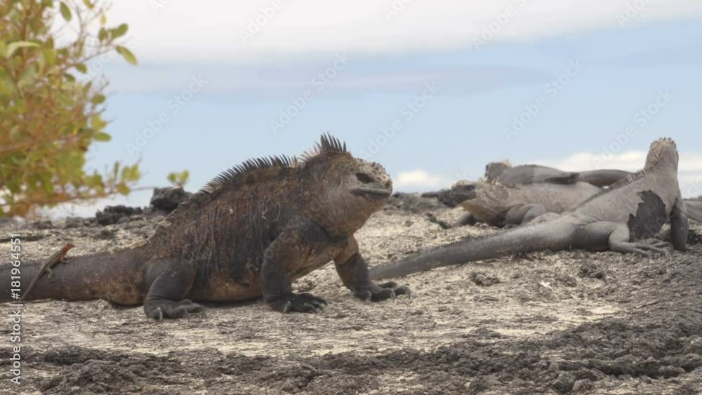 Galapagos Marine Iguana shaking and bobbing its head walking showing threat and dominance while lava lizard catches a ride on the tail. Male marine iguana on Isabela, Galapagos Islands, Ecuador.