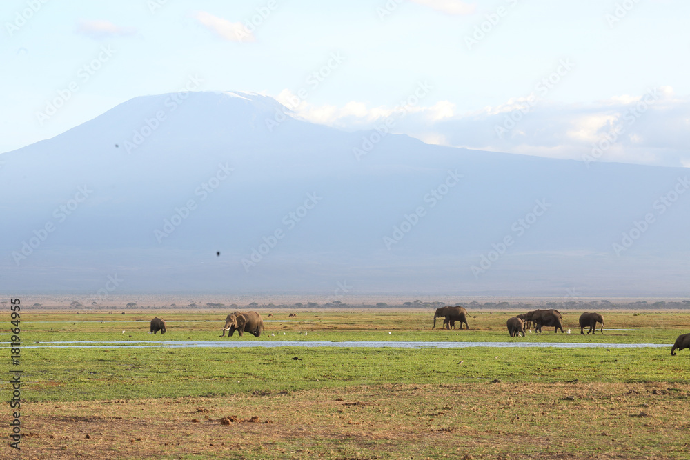 Obraz premium Elefanten in Afrika