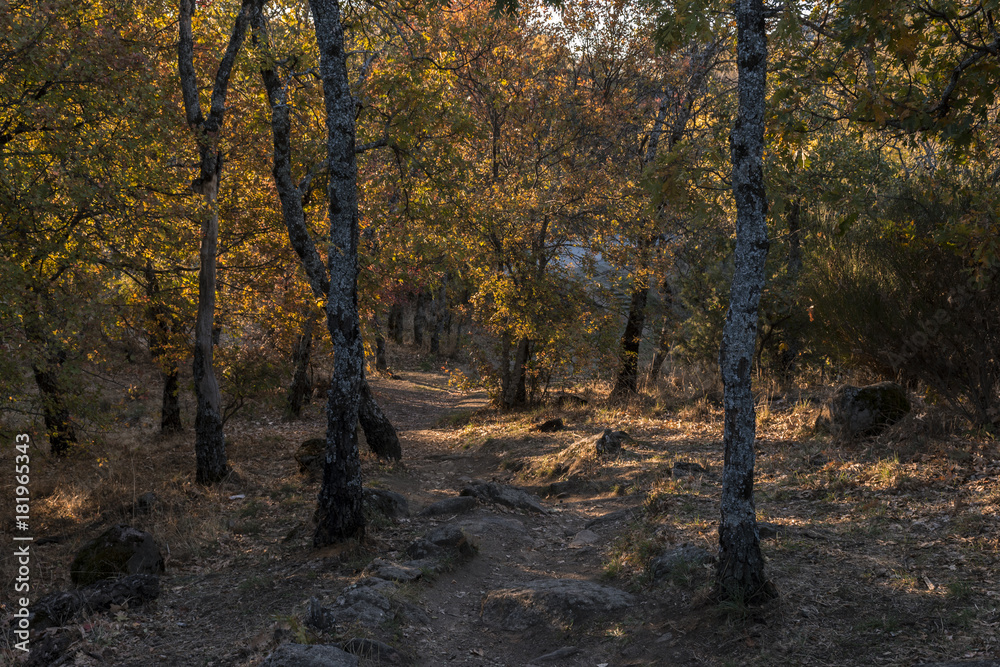 Obraz premium Oak forest. La Herreria, San Lorenzo del Escorial