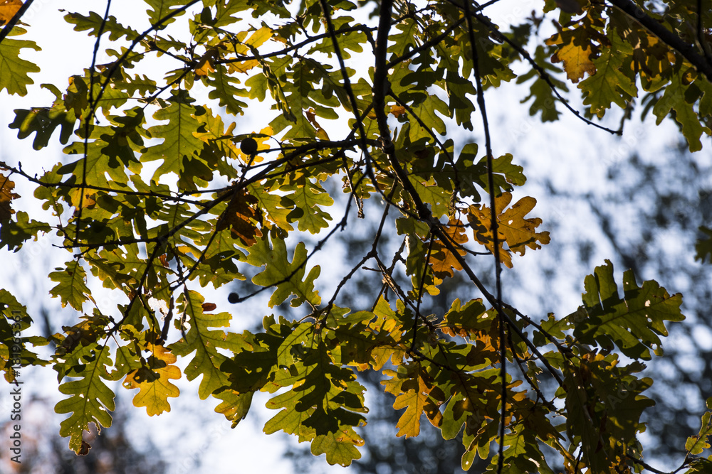 Oak leaves in the forest of La Herreria, San Lorenzo del Escorial Oak leaves in the forest of La Herreria, San Lorenzo del Escorial
