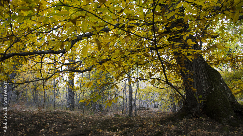 Fototapeta premium Chestnut detail in the forest in autumn