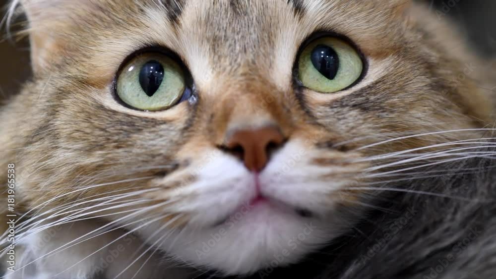 4K: Green eyes kitten hunter. Face closeup. Macro 4K: Green eyes kitten hunter. Face closeup. Macro