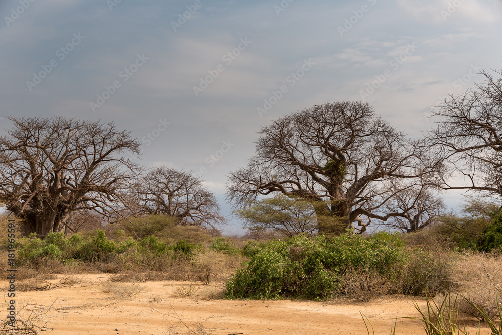 Baobabbaum (Adansonia digitata) - Afrikanischer Affenbrotbaum - Tansania Baobabbaum (Adansonia digitata) - Afrikanischer Affenbrotbaum - Tansania