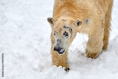 polar bear on snow (Ursus maritimus)