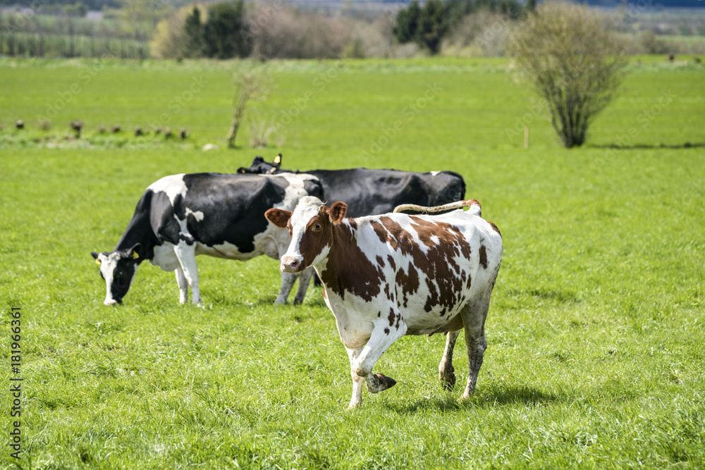 White cow with brown spots White cow with brown spots