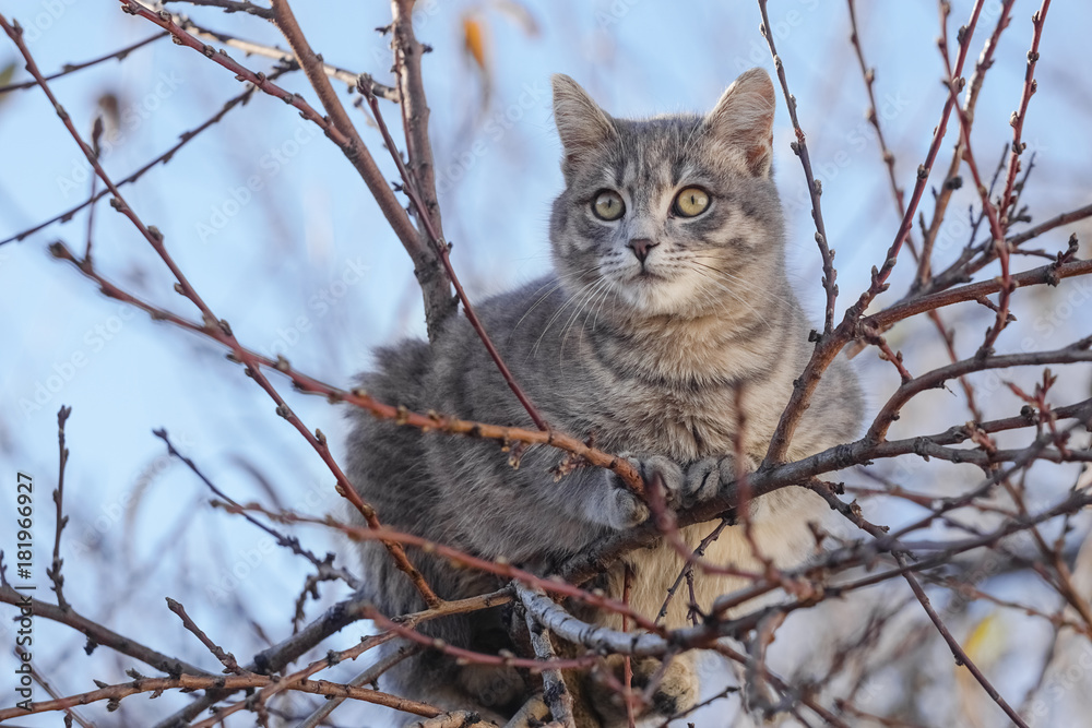 Gray cat on tree branches