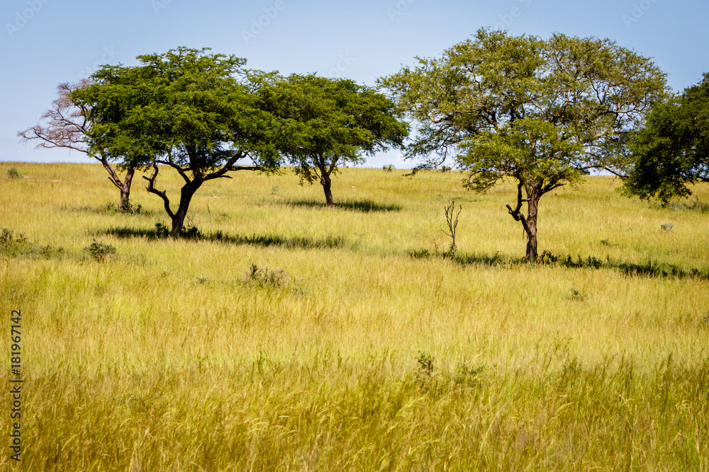 The beautiful wide landscape with acacia trees in the Murchison Falls national park savannas in Uganda. Too bad this place, lake Albert, is endangered by oil drilling companies