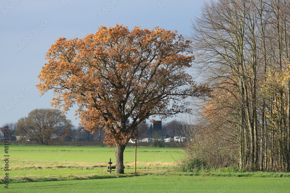 Obraz premium Eiche am Jakobsweg