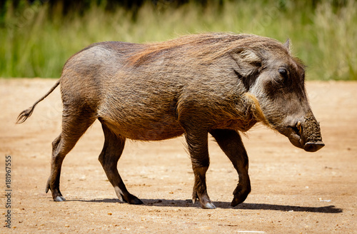 A warthog walking slowly in between safari tourists in Murchison Falls national park in Uganda. Too bad this place, lake Albert, is endangered by oil drilling companies
