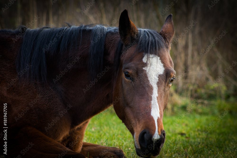 Brown horse closeup against green grass and dark forest Brown horse closeup against green grass and dark forest