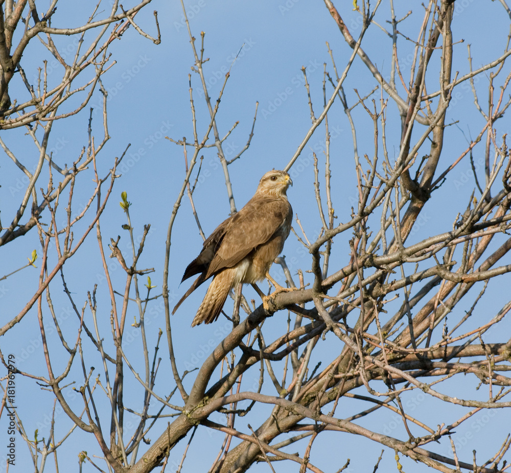 Portrait of a bird of prey on a tree branch Portrait of a bird of prey on a tree branch