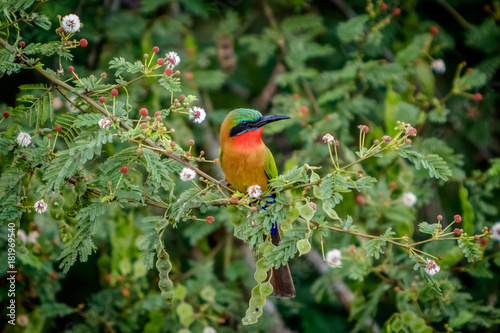 A single red throat bee eaters sitting on a branch in between beautiful flowers in Murchison Falls national park in Uganda. Too bad this place, lake Albert, is endangered by oil drilling companies photo