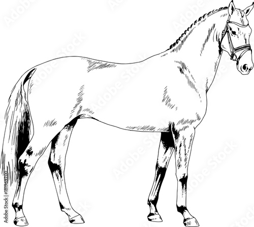 race horse without a harness drawn in ink by hand on white background in full length