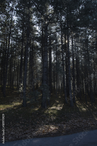 Forest © fatihmehmet