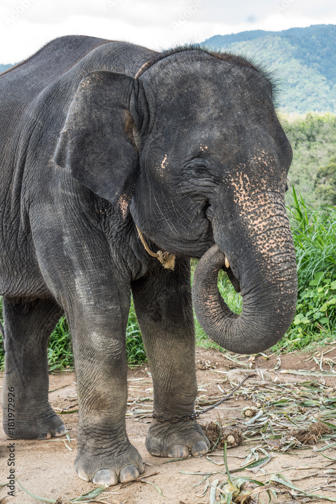 Fototapeta premium Beautiful elephant on the hill in Phuket, Thailand