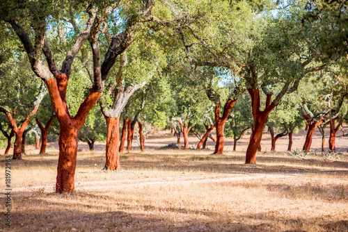 Beautiful view on the plantation of cork oak trees with freshly crumbled bark in Portugal photo